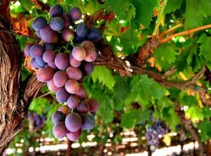 VineBranchGrapes