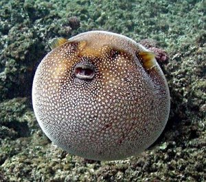 puffer-fish-puffed-up