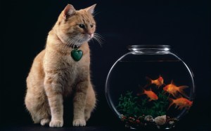 Temptation_-_Cat_and_Goldfish_Bowl
