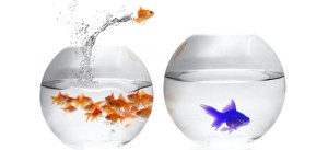 Join-in-the-fun-and-do-the-Big-Fish-Little-Fish-dance-now